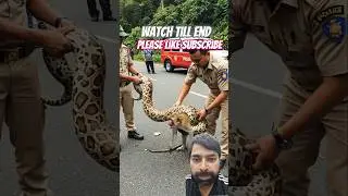 Terrifying Python Grabs Monkey 🐍🐒😨 | Caught on Camera #shorts #viral #shortsfeed