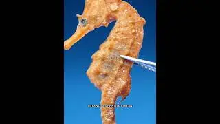 Tubuh keras kuda laut yang membuatnya aman dari predator ?? #shortvideo #kudalaut