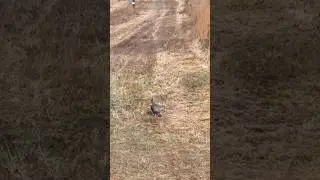 How fast can a turkey run?