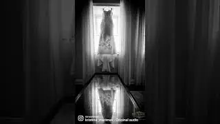 Wedding dress photography #weddingphotographer #blackandwhite   #kleinfeldbridal #shorts #wedding