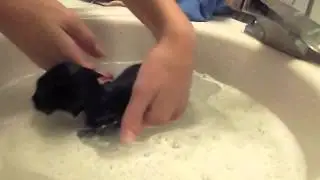 Caruso's 1st Bath! (giving my 4 week old kitten a bath)