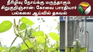 நீரிழிவு நோய்க்கு மருந்தாகும் சிறுகுறிஞ்சான்: கோவை பாரதியார் பல்கலை ஆய்வில் தகவல் | Sirukurinjan