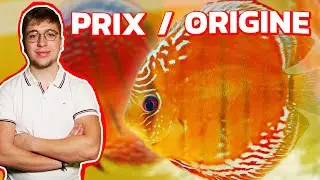 WILD DISCUS, QUARANTINE, PRICE, ORIGIN!