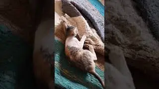 cute kitten playing#catlover #cats #catvideos #cutecat #kitten #newcatvideo #playingcat