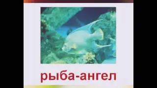 Рыба ангел