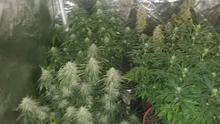 Gorilla cookies auto afgoostix photo 420 fastbuds smoking monkey genetics 