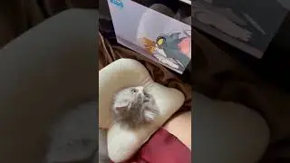 #sukakucing #videolucu #videolucuterbaru #videolucubikinngakak #justforfun