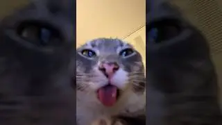 Этот кот действительно может быть глупым 🔥