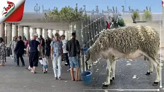 مع اقتراب العيد.. الركود يضرب محطة ولاد زيان ومهنيون:  الزيادة في اسعار التذاكر 