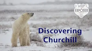 Discovering Churchill - Season 4 Episode 197 Wild and Exposed Podcast