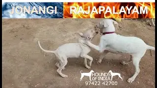 Rajapalayam vs Jonangi dog