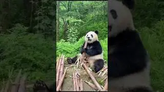 panda cute #shorts