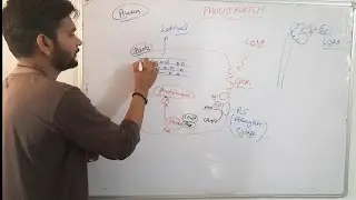 Molecular mechanism of Photopropism|Phototropin||CSIR NET| in Hindi