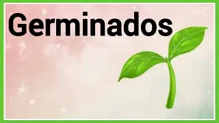 Germinados 🌱 
