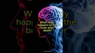 What really happens to the brain after death?
