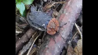 Oiceoptoma thoracicum, Melinopterus, Nicrophorus vespillo, Anastrangalia dubia, Rhagonycha fulva