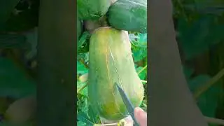 Live pepe cutting ✂️ on the tree  🌲#shortvideo #fruit #viralshorts