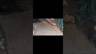 Easy way to germinate Areca palm seeds.
