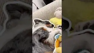 Joy played hard, nap harder 😴 #australianshepherd #pets #dogshorts #dog #puppy #cute #cutepets