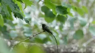 Ruby-throated Hummingbird iNat 226062475