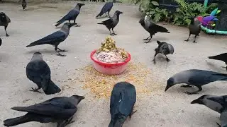 Crow Calls in Different Languages | Huge numbers of Crows crowing and crying sounds &alpha;222
