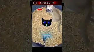 This Cat&rsquo;s Got Skills &ndash; Mouse Hunting Level: Expert! 🐭🔥