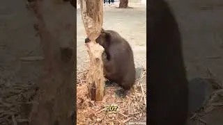 Beavers: The Real-Life Animal Engineers 🦫💪 #Shorts #animalshorts  #wildlifeentertainment #beaver