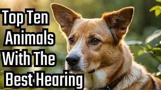 Top Ten Animals with the Best Hearing Abilities