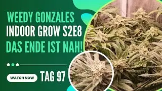 Indoor Grow S2E8 - Das ENDE ist nah! Bubble Gum im Mars Hydro FC1500 Evo 80x80x160!