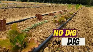 NO DIG or DIG #2 | prime SEMINE e prime CRESCITE🍅