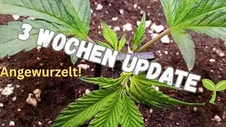 &bdquo;Steckling erfolgreich angewurzelt 🌱 | Superbuff Cherry 26 &ndash; 3 Wochen Update im Bonsanto Setup&ldquo;
