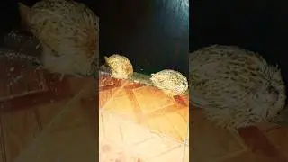#юмор #смешновидео #смешнойшортс #смехпродлеваетжизнь