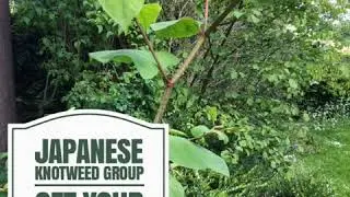Japanese knotweed group
