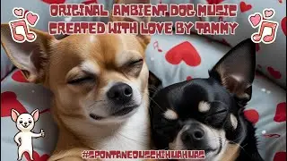 Chihuahua Music - Peaceful Chihuahuas and Ambient Sounds for Rest #DogMusic #CalmDogs