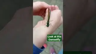 I found a Damselfly