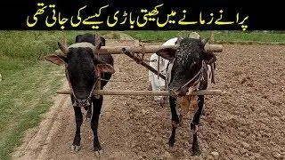 Traditional Way Of Agriculture With Bull |Old Culture In Punjab Pakistan|