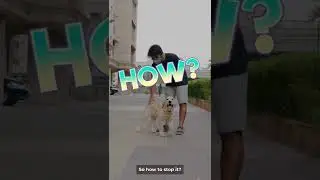 How to stop your dog from jumping on people #shorts