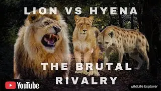 The Most Brutal Rivalry in the Animal Kingdom - Lion vs Hyena