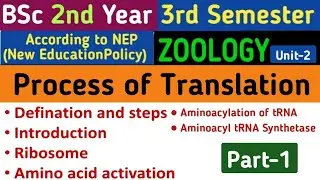 mRNA Translation/Activation of Amino Acids/Ribosome/E P A Site in Ribosome/Process of Translation