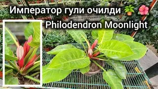 Imperator gʻunchasi , Philodendron moonlight &hearts;️ 🪴 💚     t.me/gulbozor_uz