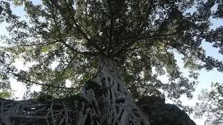 Temples & Tombs: Exploring Angkor 🇰🇭
