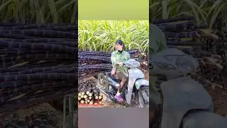 Harvest sugarcane and goes to market sale #sugarcanes#harvest#tropicalfruit#moilebushcraft