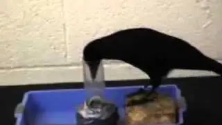 Shaping of Hooks in New Caledonian Crows