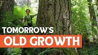 A New Vision for Capitol State Forest