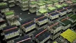 Amsterdam Flower Auction