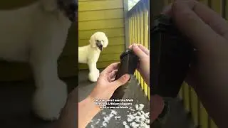 Supplies for Grooming your Poodle