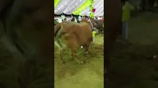 786 CATTLE FARM 2018