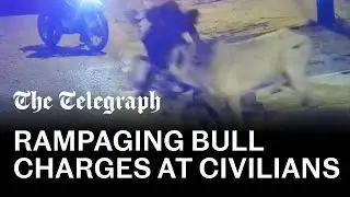 Escaped bull head-butts people in streets of Peru