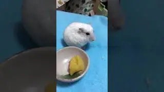 皆さんお久しぶりです！今日のハムスターをご堪能下さい♪笑😆