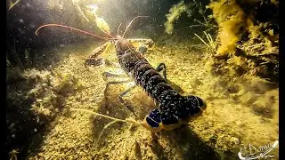 Marine Life at Ireland&rsquo;s Eye | Diving with Octopus, Lobsters & Crabs